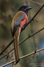 trogon